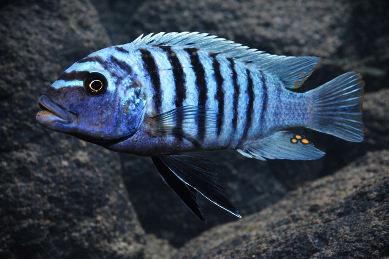 Maylandia zebra 'Luhuchi Rocks'